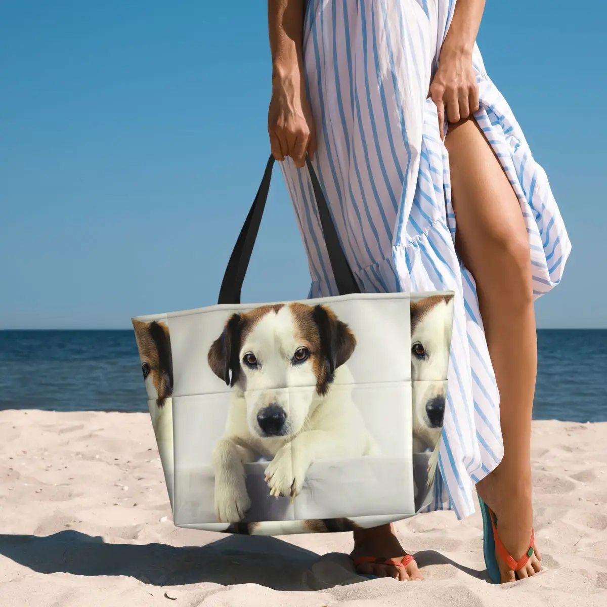Dog Jack Russell Terrier Photo - đánh giá và giá Yoga Fitness Gym Photos